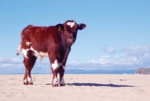 fine art photograph of cow on a beach