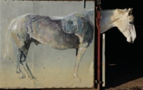 Horseplay, photograph George Irvine
